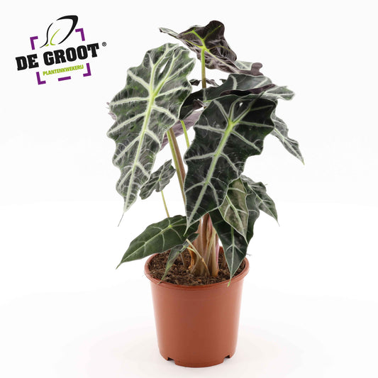 Planta naturala de interior D37xH50cm Alocasia 'Polly' PS17/14cm in pamant