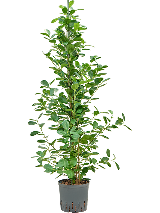 Planta naturala de interior D40xH140cm Ficus microcarpa 'Moclame' P22/19cm in hidrogranule