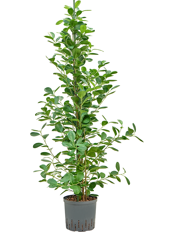 Planta naturala de interior D40xH140cm Ficus microcarpa 'Moclame' P22/19cm in hidrogranule