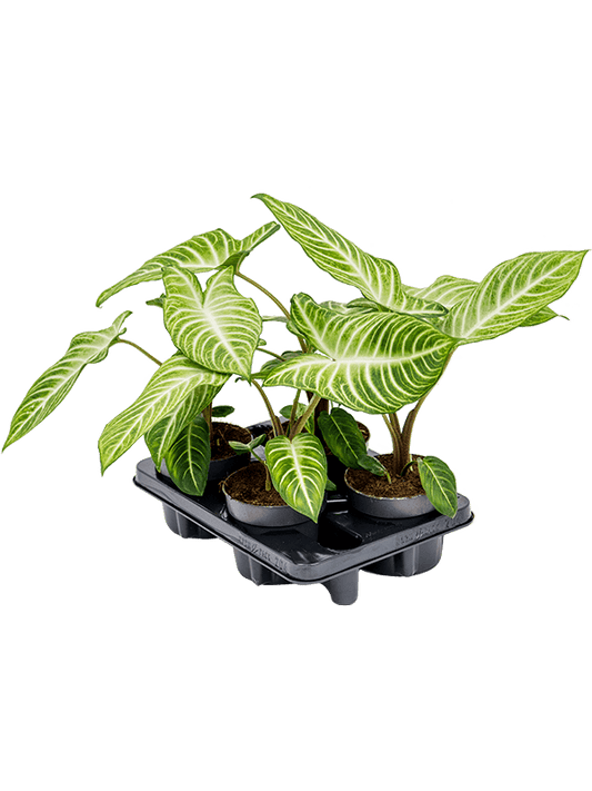 Planta naturala de interior D40xH30cm Xanthosoma lindelii PS14/12cm in pamant