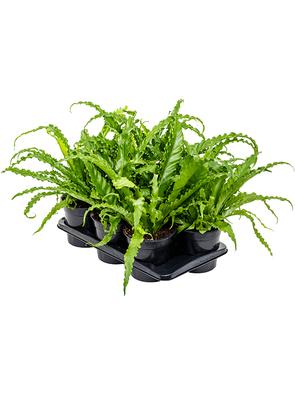 Planta naturala de interior D40xH40cm Asplenium antiquum 'Osaka' PS17/16cm in pamant