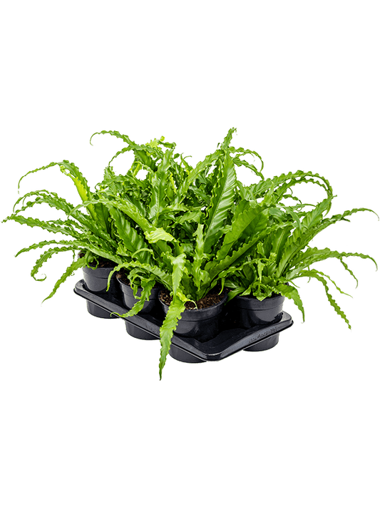 Planta naturala de interior D40xH40cm Asplenium antiquum 'Osaka' PS17/16cm in pamant