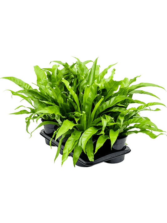 Planta naturala de interior D40xH40cm Asplenium antiquum PS17/10cm in pamant
