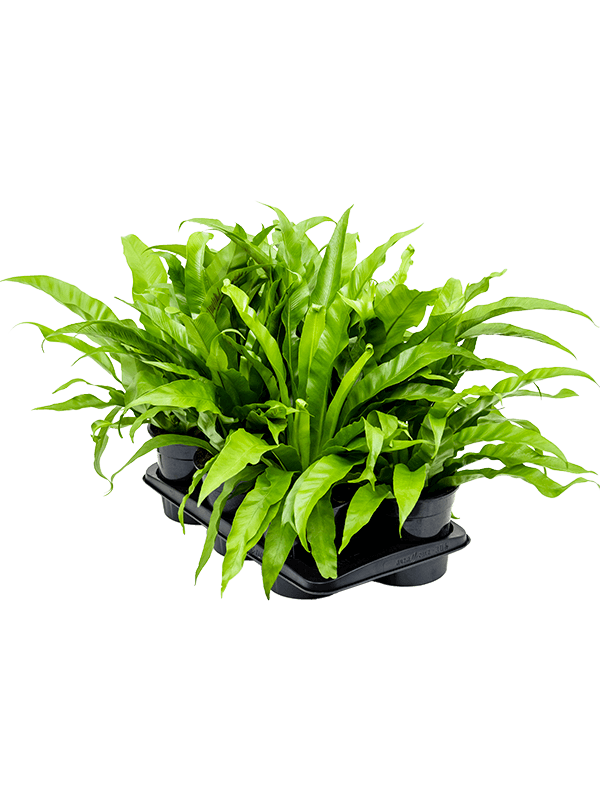 Planta naturala de interior D40xH40cm Asplenium antiquum PS17/10cm in pamant