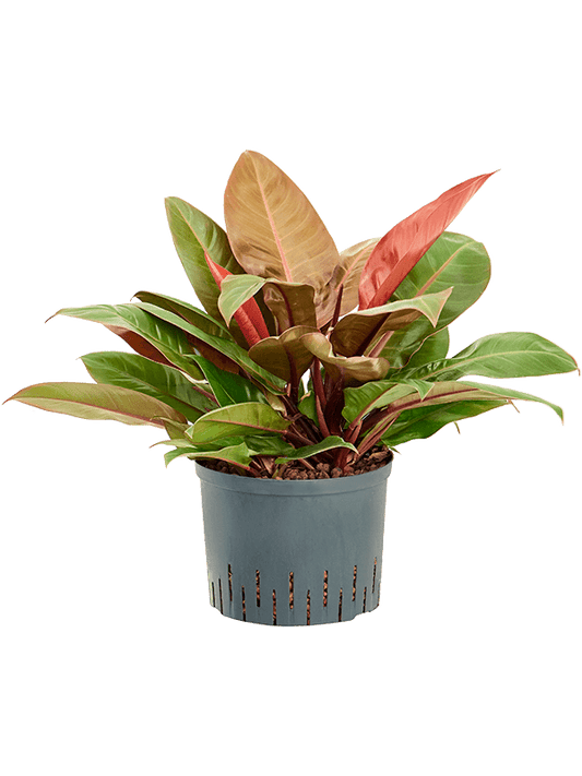 Planta naturala de interior D40xH45cm Philodendron 'Prince of Orange' P25/19cm in hidrogranule