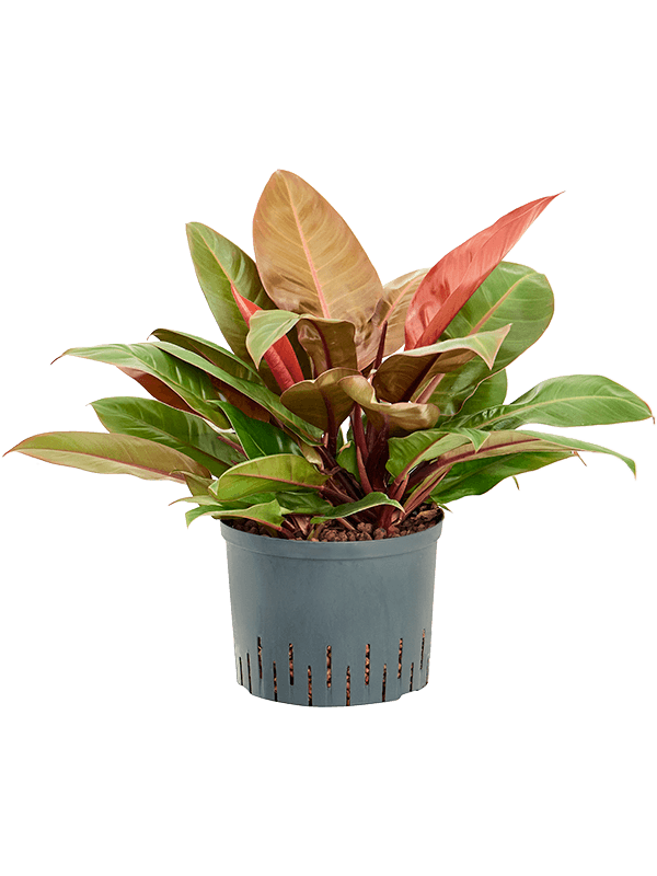 Planta naturala de interior D40xH45cm Philodendron 'Prince of Orange' P25/19cm in hidrogranule
