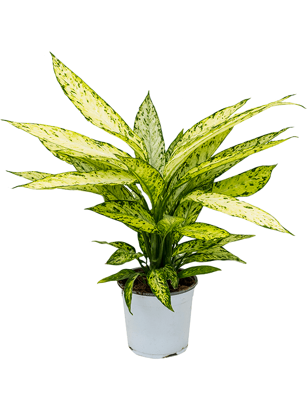 Planta naturala de interior D40xH50cm Dieffenbachia 'Vesuvius' PS17/15cm in pamant