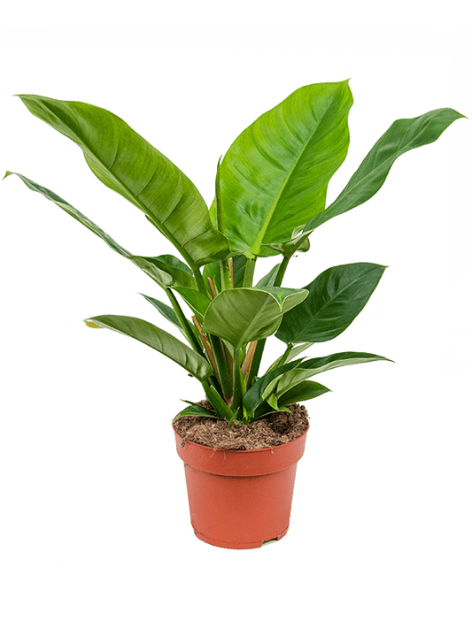 Planta naturala de interior D40xH50cm Philodendron 'Imperial Green' PS19/17cm in pamant
