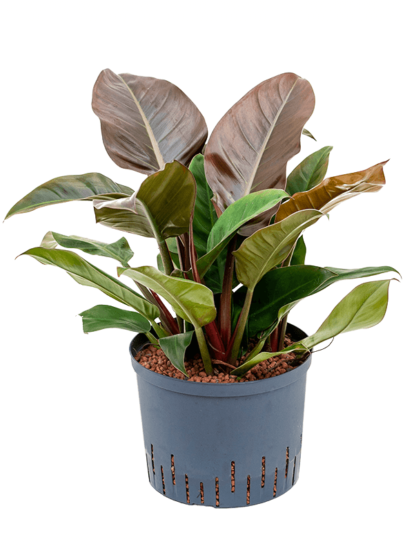 Planta naturala de interior D40xH50cm Philodendron 'Imperial Red' P25/19cm in hidrogranule
