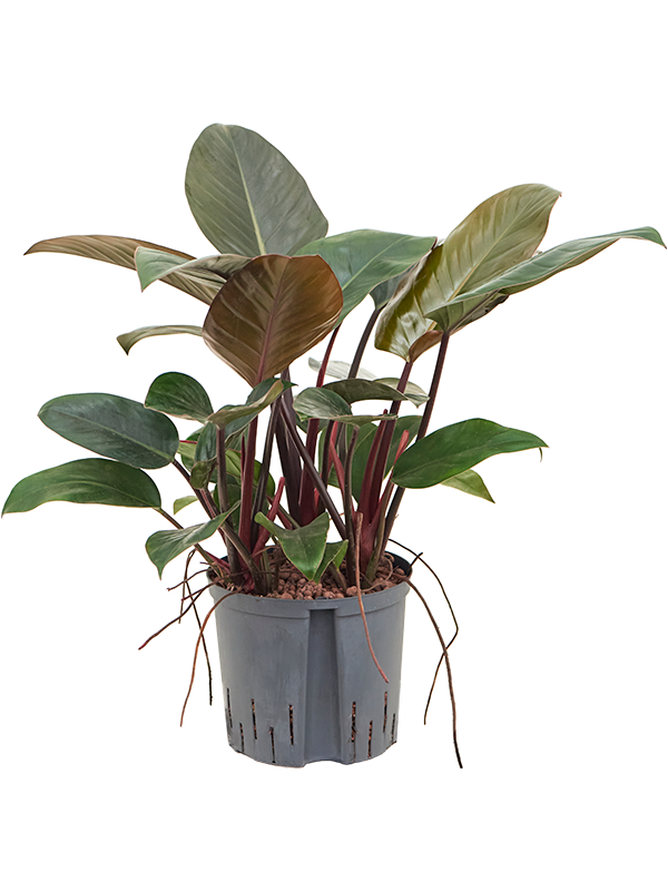 Planta naturala de interior D40xH50cm Philodendron 'Red beauty' P22/19cm in hidrogranule