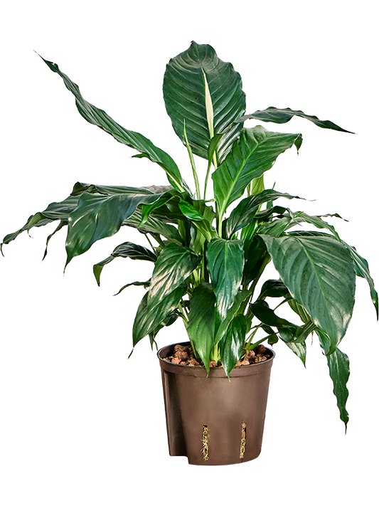 Planta naturala de interior D40xH50cm Spathiphyllum 'Hybriden' P13/12cm in hidrogranule