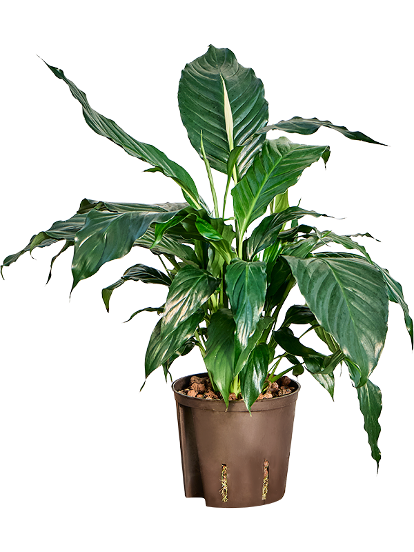 Planta naturala de interior D40xH50cm Spathiphyllum 'Hybriden' P13/12cm in hidrogranule
