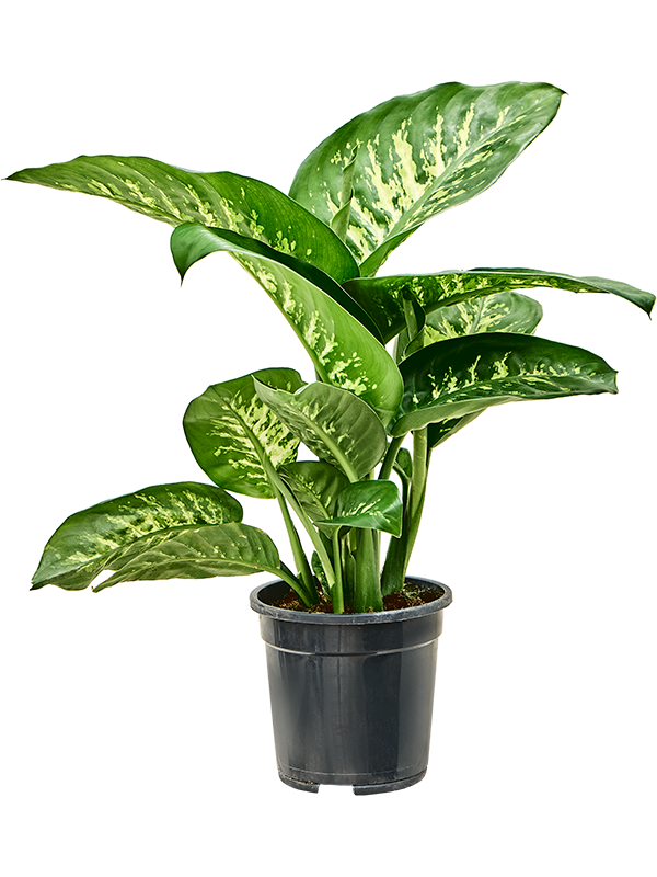 Planta naturala de interior D40xH60cm Dieffenbachia seguine 'Tropic Snow' PS17/15cm in pamant