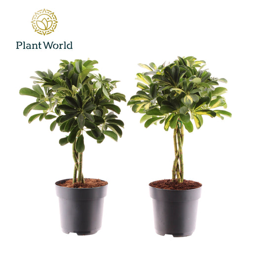 Planta naturala de interior D40xH60cm Schefflera arboricola impletita mix PS17/15cm in pamant