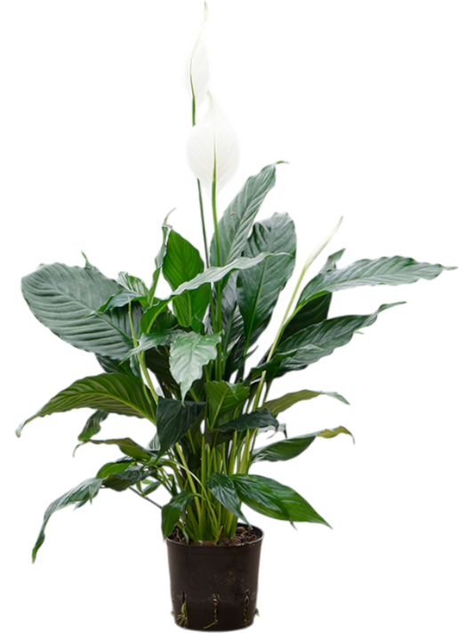 Planta naturala de interior D40xH60cm Spathiphyllum 'Hybriden' P13/12cm in hidrogranule