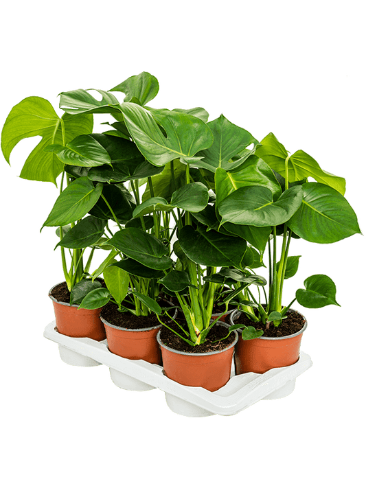 Planta naturala de interior D40xH65cm Monstera deliciosa PS17/14cm in pamant