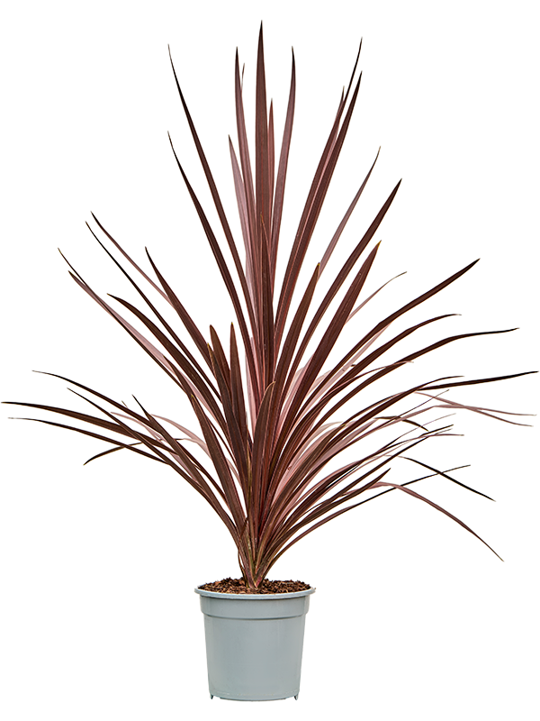 Planta naturala de interior D40xH70cm Cordyline australis 'Red Star' PS21/19cm in pamant