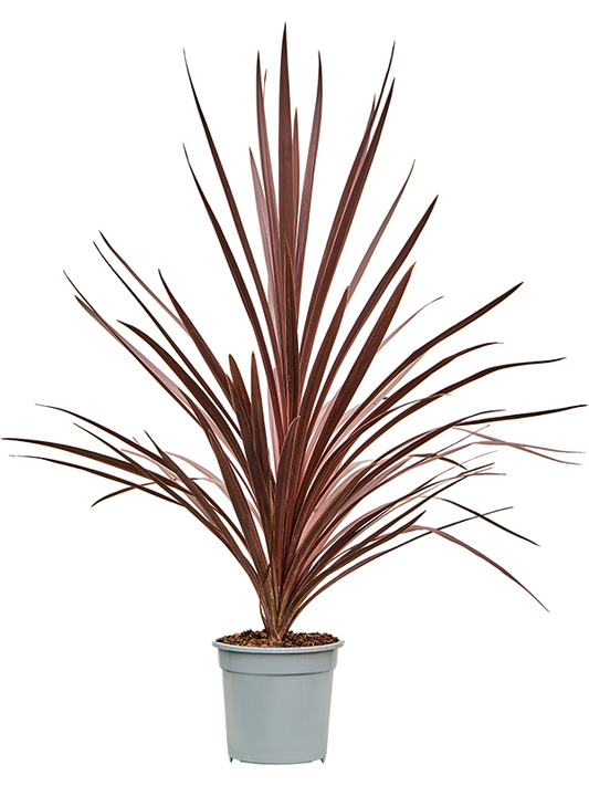 Planta naturala de interior D40xH70cm Cordyline australis 'Red Star' PS21/19cm in pamant
