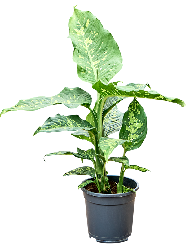 Planta naturala de interior D40xH70cm Dieffenbachia 'Spotty' PS17/15cm in pamant