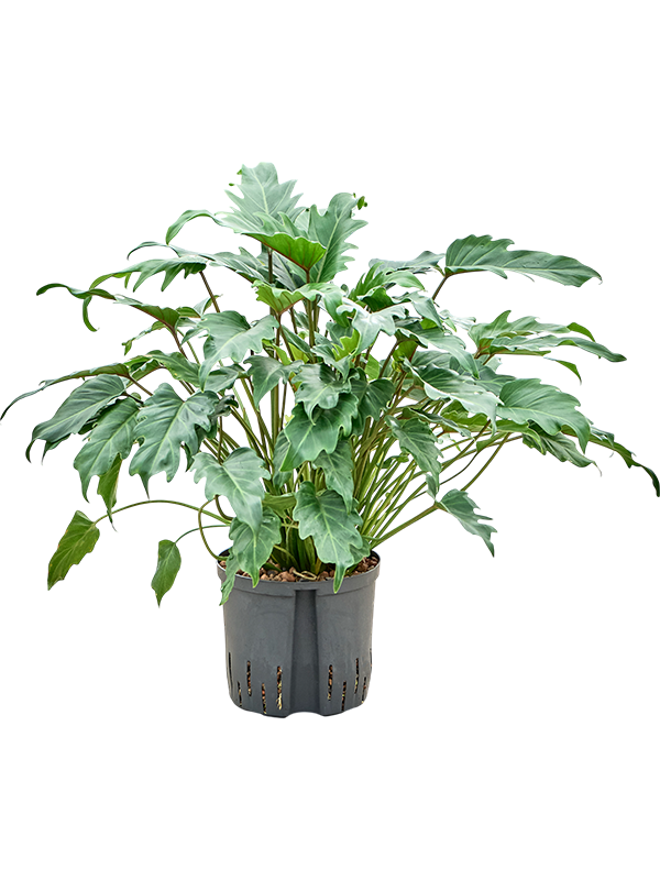 Planta naturala de interior D40xH70cm Philodendron 'Xanadu' P22/19cm in hidrogranule