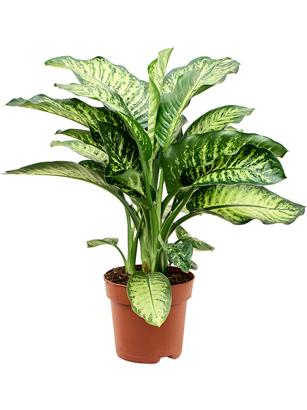 Planta naturala de interior D45xH60cm Dieffenbachia seguine 'Maroba' PS21/19cm in pamant