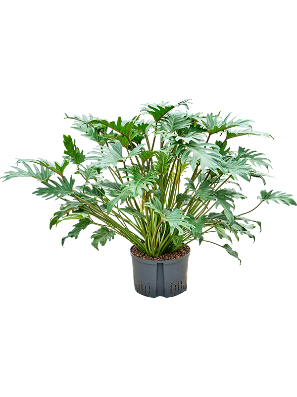 Planta naturala de interior D45xH70cm Philodendron 'Xanadu' P28/19cm in hidrogranule