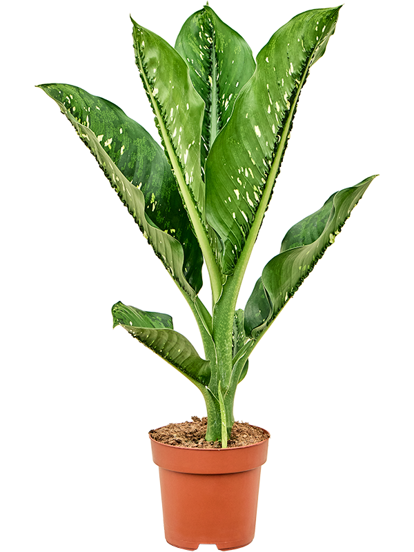 Planta naturala de interior D45xH80cm Dieffenbachia seguine 'Caiman' PS21/19cm in pamant