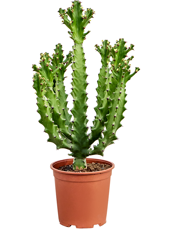 Planta naturala de interior - D45xH90cm Euphorbia mayuranathanii (80-100) PS24/22cm in pamant