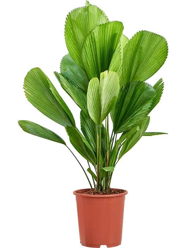 Planta naturala de interior D50xH130cm Licuala grandis PS27/25cm in pamant