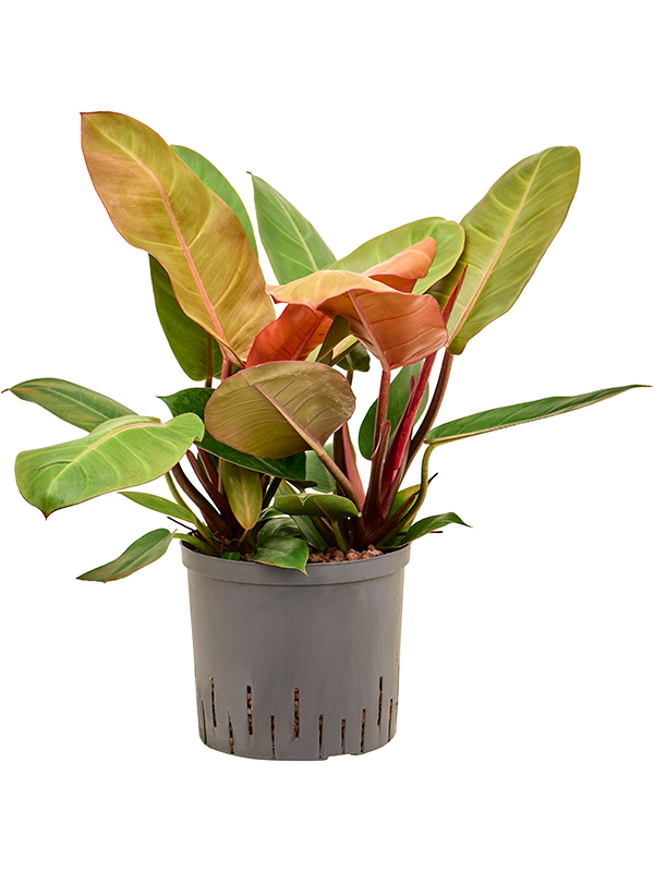 Planta naturala de interior D50xH45cm Philodendron 'Prince of Orange' P22/19cm in hidrogranule
