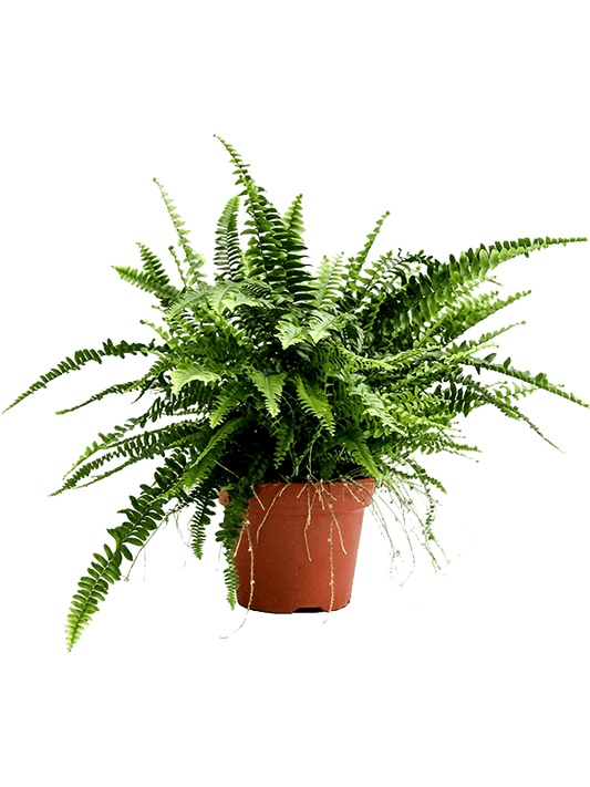 Planta naturala de interior D50xH50cm Nephrolepis exaltata 'Green Lady' PS17/13cm in pamant