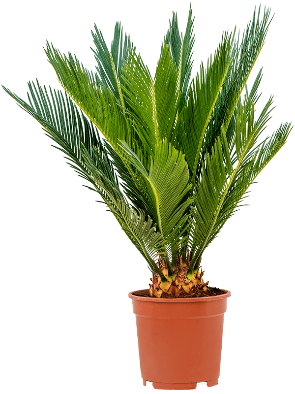 Planta naturala de interior D50xH60cm Cycas revoluta PS17/16cm in pamant