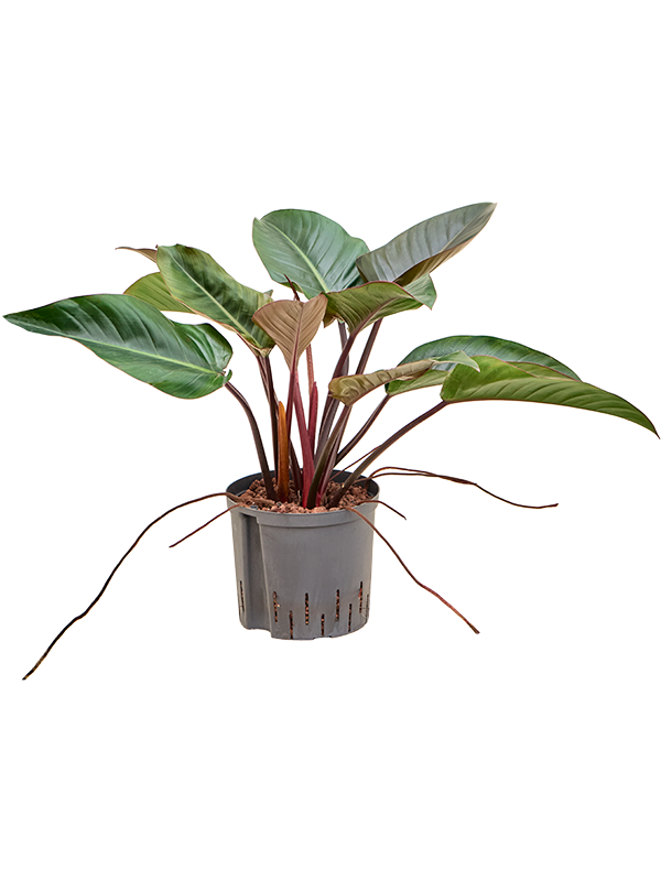 Planta naturala de interior D50xH60cm Philodendron 'Red beauty' P22/19cm in hidrogranule