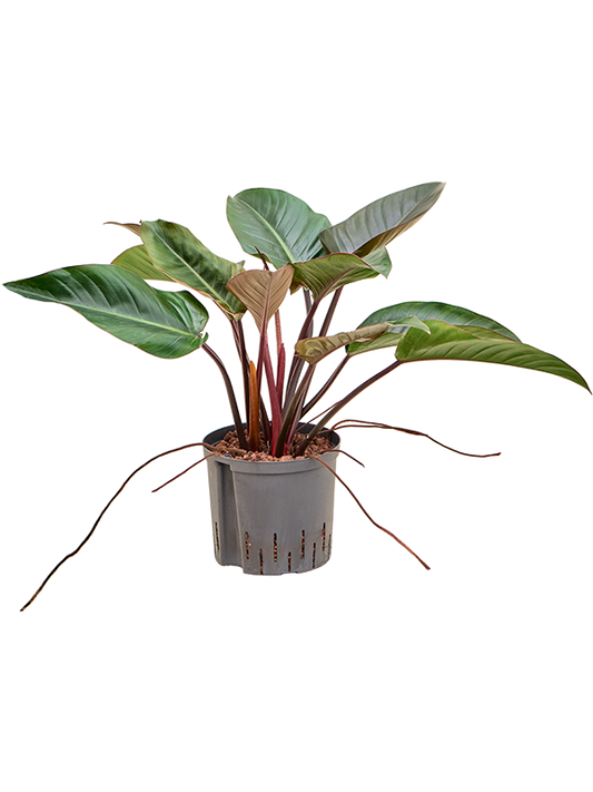 Planta naturala de interior D50xH60cm Philodendron 'Red beauty' P22/19cm in hidrogranule