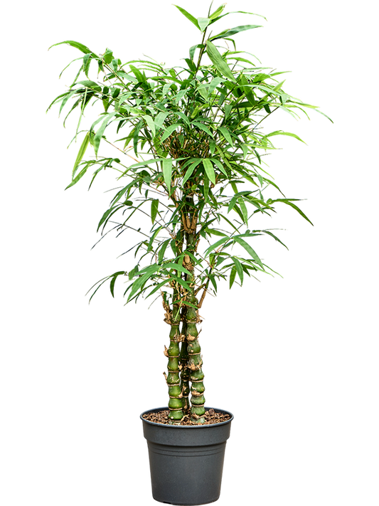Planta naturala de interior D55xH150cm Bambusa ventricosa (140-160) PS27/25cm in pamant