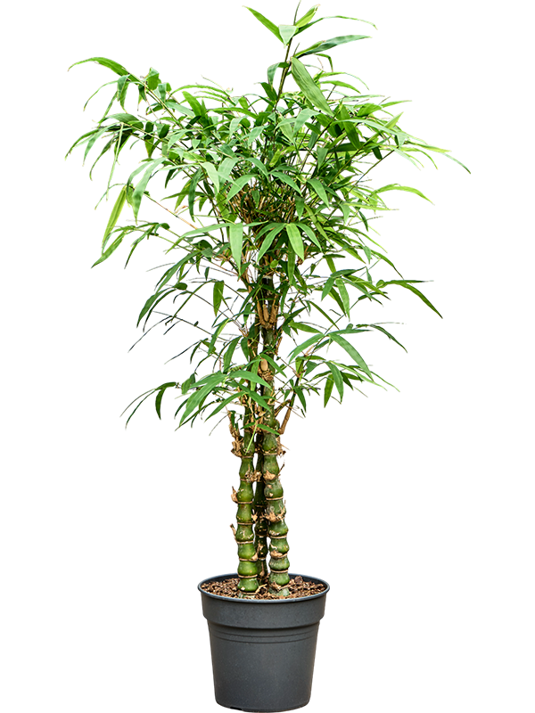 Planta naturala de interior D55xH150cm Bambusa ventricosa (140-160) PS27/25cm in pamant