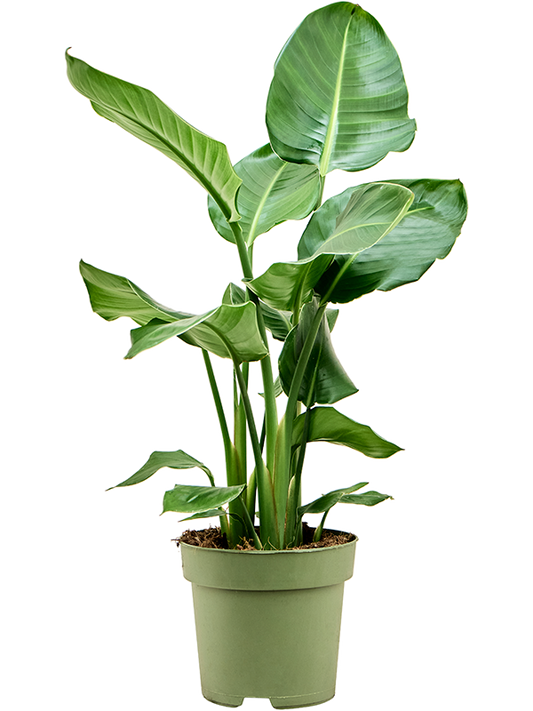 Planta naturala de interior D55xH75cm Strelitzia nicolai PS21/19cm in pamant