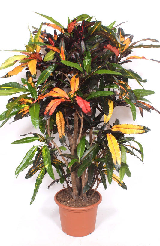 Planta naturala de interior D60xH190cm Croton (Codiaeum) variegatum 'Mango' PS40/ in pamant