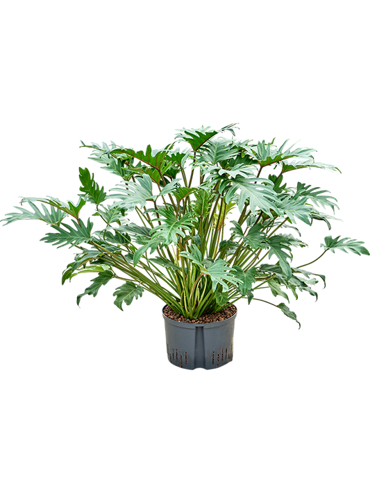Planta naturala de interior D70xH85cm Philodendron 'Xanadu' P28/19cm in hidrogranule