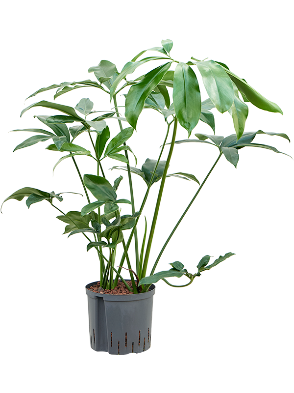 Planta naturala de interior D50xH80cm Philodendron 'Green Wonder' P22/19cm in hidrogranule