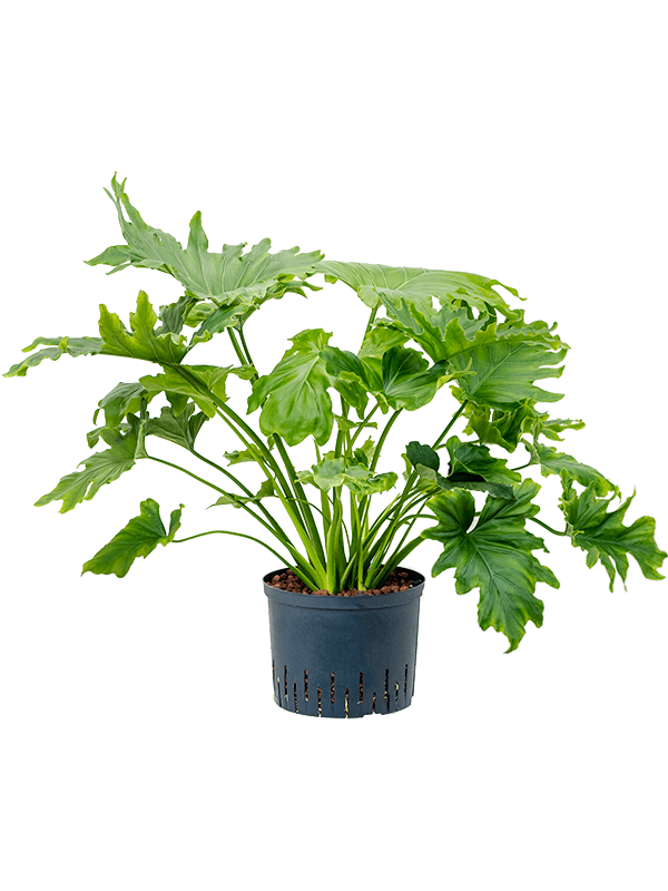 Planta naturala de interior D70xH90cm Philodendron selloum P25/19cm in hidrogranule