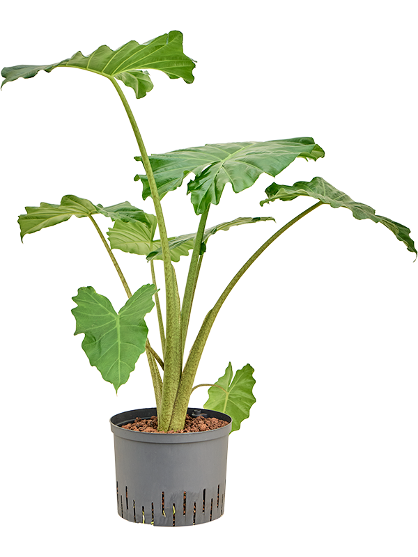 Planta naturala de interior D80xH90cm Alocasia 'Portodora' P25/19cm in hidrogranule