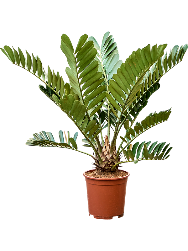 Planta naturala de interior D80xH90cm Zamia furfuracae PS27/23cm in pamant