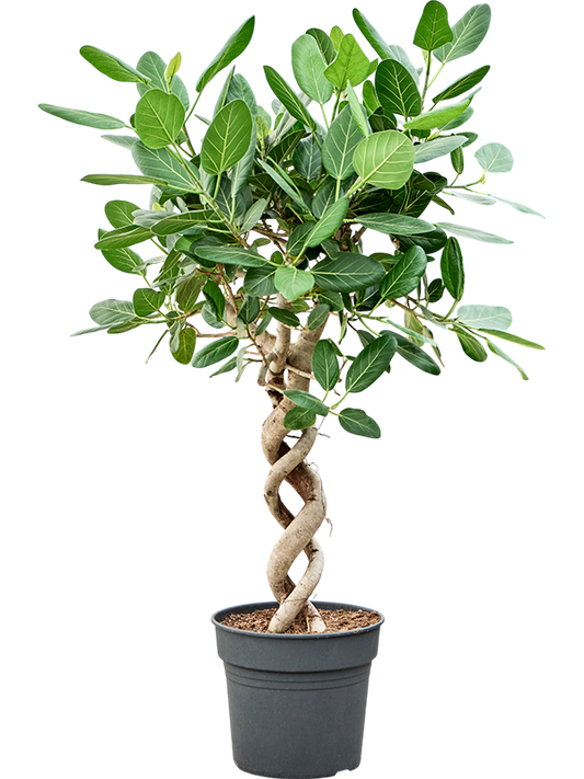 Planta naturala de interior Double spiral D70xH150cm Ficus benghalensis 'Audrey' PS34/30cm in pamant