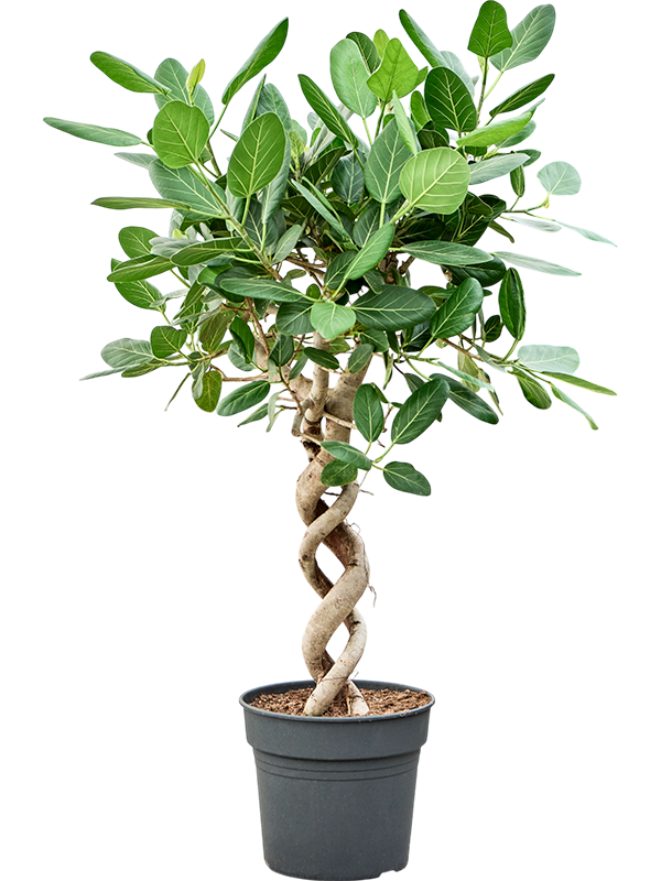 Planta naturala de interior Double spiral D70xH150cm Ficus benghalensis 'Audrey' PS34/30cm in pamant