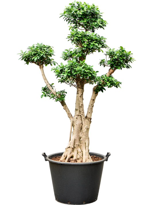 Planta naturala de interior Etage D90xH200cm Ficus microcarpa 'Nitida' PS55/41cm in pamant