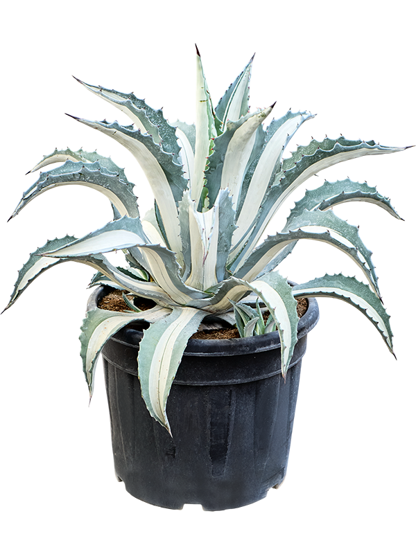 Planta naturala de interior Green/grey/white D65xH80cm Agave amerciana mediopicta 'Alba' PS45/35cm in pamant