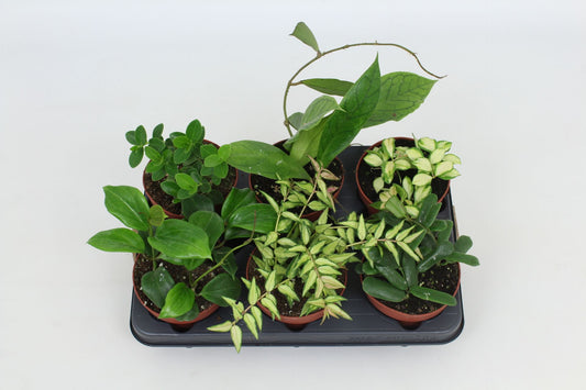 Planta naturala de interior H10cm Hoya mix PS12/10 in pamant