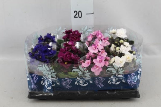 Planta naturala de interior H11cm Saintpaulia mix PS6/ in pamant