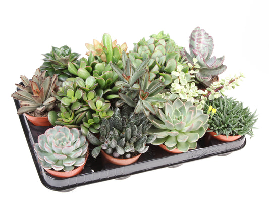 Planta naturala de interior H12cm Succulenten mix PS8.5/ in pamant